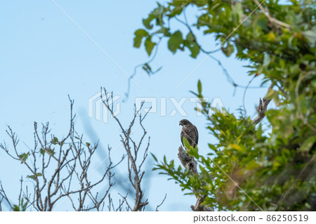 Grey-faced buzzard staying on a tree 1 86250519