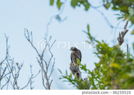 Grey-faced buzzard staying on a tree 2 86250520