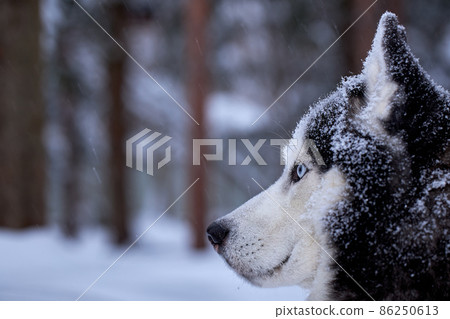 Dark husky best sale