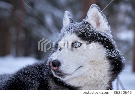 Dog breed Siberian Husky walking in winter forest 86250646