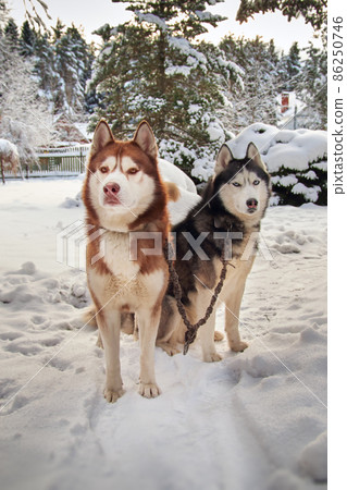 Two Siberian husky dogs on a walk in a winter snowy park Two Siberian husky dogs on a walk in a winter snowy park 86250746