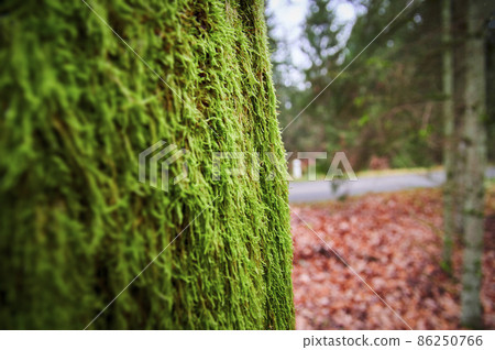 Tree trunk covered with green moss. Thick moss on an old tree 86250766