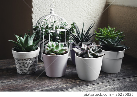A variety of succulent home plants: haworthia, gasteria, pachyphytum, echeveria, senecio and callisia on the wooden table near the window, mini plants and home gardening concept A variety of succulent home plants: haworthia, gasteria, pachyphytum, echeveria, senecio and callisia on the wooden table near the window, mini plants and home gardening concept 86250825