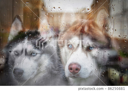 The reflection in glass of two husky dogs in wet window, cloudy rainy day in the city. 86250881