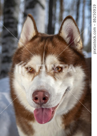 Portrait smiling red Siberian husky dog in winter forest on the snow. Close-up. 86250919