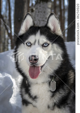 Adorable siberian husky dog breed in winter sunny forest Adorable siberian husky dog breed in winter sunny forest 86250920