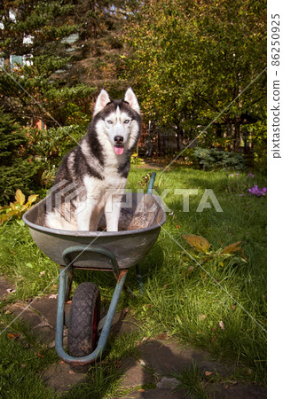 Siberian husky dog sits in garden cart in the garden and smiles with his tongue sticking out. 86250925