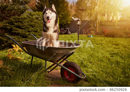 Siberian husky dog sits in garden cart in the garden and smiles with his tongue sticking out. Siberian husky dog sits in garden cart in the garden and smiles with his tongue sticking out. 86250926