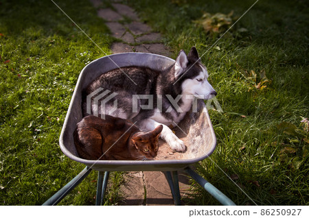Siberian husky dog ang cat lies in wheelbarrow curled up, Handsome Pets in garden. 86250927