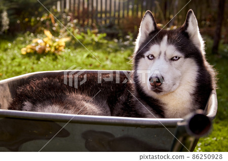 Siberian husky dog lies in wheelbarrow curled up, Handsome Pet in garden. 86250928
