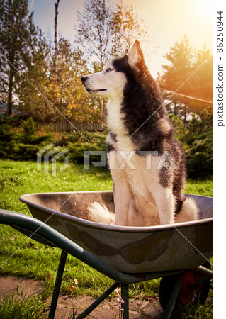 Siberian husky dog sits in garden wheelbarrow in the garden and smiles. 86250944