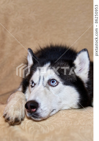 Portrait of a Siberian husky dog lying on the couch. Husky dog looks up. Portrait of a Siberian husky dog lying on the couch. Husky dog looks up. 86250953