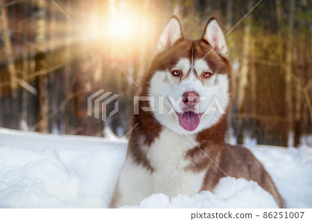 Beautiful Siberian husky dog on sunny day in the snow. Winter portrait husky in the sunny rays. Beautiful Siberian husky dog on sunny day in the snow. Winter portrait husky in the sunny rays. 86251007