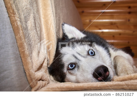 Crazy face dog playing in blanket on the couch. Husky dog is twisting his bulging eyes Crazy face dog playing in blanket on the couch. Husky dog is twisting his bulging eyes 86251027