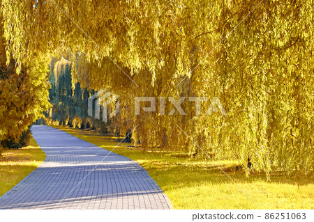 Alley with a path made of paving stones in a sunny autumn park between willow and thuja trees. Alley with a path made of paving stones in a sunny autumn park between willow and thuja trees. 86251063