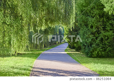Alley with a path made of paving stones in a sunny summer park between willow and thuja trees. Alley with a path made of paving stones in a sunny summer park between willow and thuja trees. 86251064