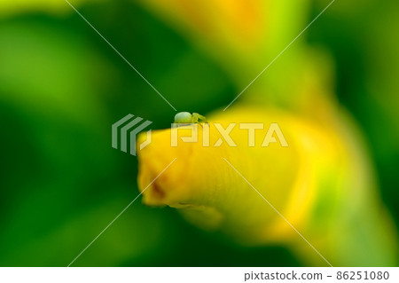 A jumping spider crawls on a flower. 86251080