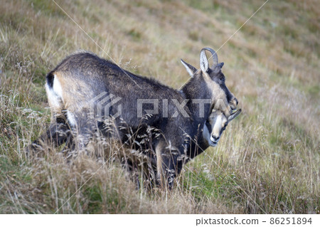 Tatra chamois (Rupicapra rupicapra tatrica) in a mountain natural environment. Tatra chamois (Rupicapra rupicapra tatrica) in a mountain natural environment. 86251894