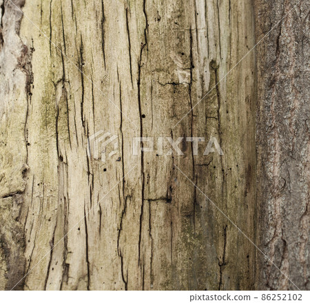 Embossed Bark texture of old tree wood pattern detail, macro photography. Embossed Bark texture of old tree wood pattern detail, macro photography. 86252102