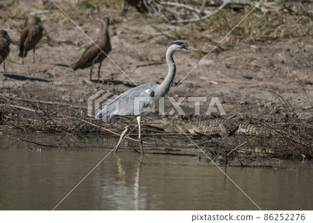 Grey Heron. fishing, South Africa 86252276