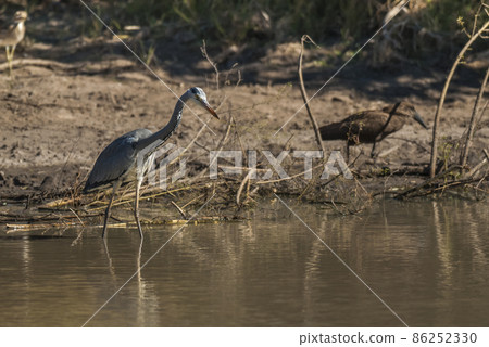 Grey Heron. fishing, South Africa Grey Heron. fishing, South Africa 86252330