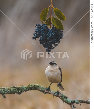 White banded Mockingbird, Patagonia, Argentina White banded Mockingbird, Patagonia, Argentina 86252331