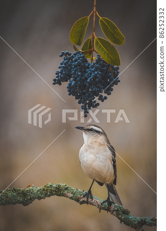 White banded Mockingbird, Patagonia, Argentina White banded Mockingbird, Patagonia, Argentina 86252332