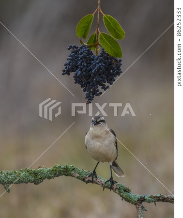 White banded Mockingbird, Patagonia, Argentina White banded Mockingbird, Patagonia, Argentina 86252333