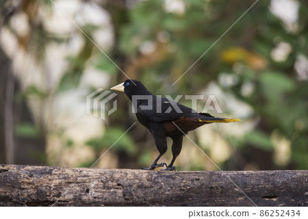 Yellow rumped cacique, Cacicus cela, Pantanal Brazil Yellow rumped cacique, Cacicus cela, Pantanal Brazil 86252434