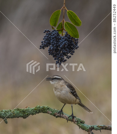 White banded Mockingbird, Patagonia, Argentina White banded Mockingbird, Patagonia, Argentina 86252449