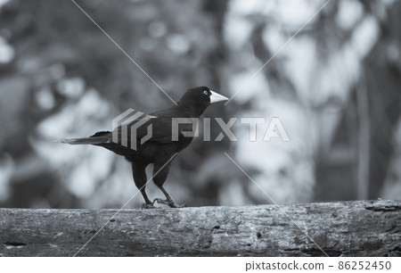 Yellow rumped cacique, Cacicus cela, Pantanal Brazil Yellow rumped cacique, Cacicus cela, Pantanal Brazil 86252450