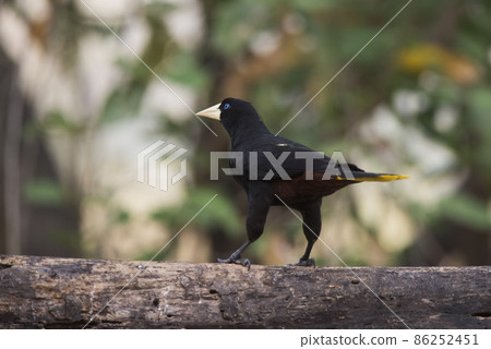Yellow rumped cacique, Cacicus cela, Pantanal Brazil Yellow rumped cacique, Cacicus cela, Pantanal Brazil 86252451