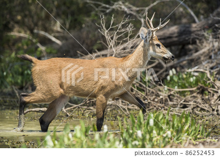 Marsh deer, pantanal Brazil Marsh deer, pantanal Brazil 86252453