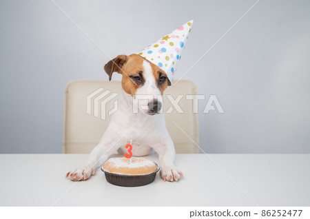 Jack russell terrier in a festive cap by a pie with a candle on a white background. The dog is celebrating its third birthday 86252477