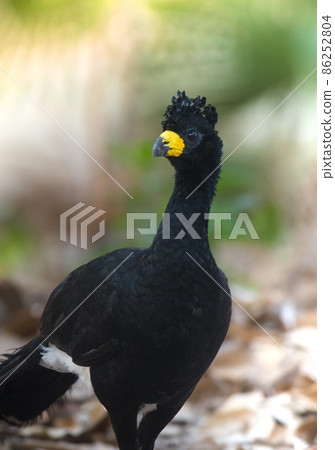 Bare faced Curassow, in a jungle environment, Pantanal Brazil Bare faced Curassow, in a jungle environment, Pantanal Brazil 86252804