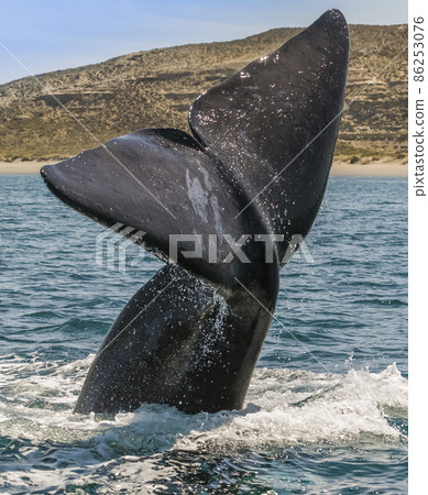 Whale tail in Peninsula Valdes,, Patagonia, Argentina 86253076