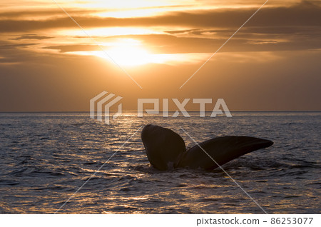 Whale tail in Peninsula Valdes,, Patagonia, Argentina 86253077