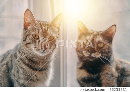 Kittens carefully look at camera. Curiously domestic animals. Two cats sitting on windowsill under rays of sun. Friendship between pets. Good day outside window. Kittens carefully look at camera. Curiously domestic animals. Two cats sitting on windowsill under rays of sun. Friendship between pets. Good day outside window. 86253381