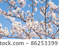 櫻桃分支 86253399