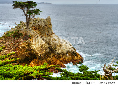 Lone Cypress Tree Lone Cypress Tree 86253626