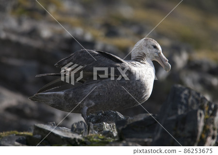 Antartic giant petrel,  86253675