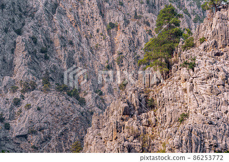 mountain landscape - pine trees among rocky cliffs 86253772