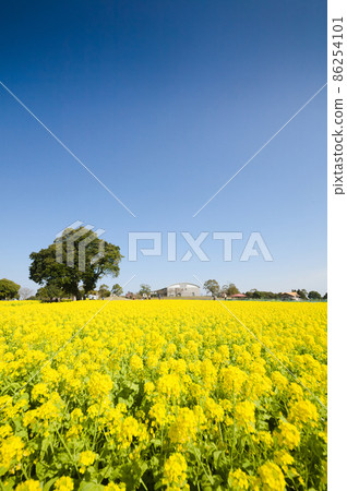Rape blossoms in full bloom Urban Agricultural Center Rape blossoms in full bloom Urban Agricultural Center 86254101