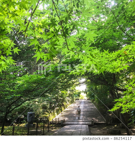 長岡京著名寺廟光明寺的藍楓 長岡京著名寺廟光明寺的藍楓 86254117