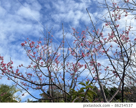 沖繩那霸寒川綠地公園盛開的猩紅色櫻花 沖繩那霸寒川綠地公園盛開的猩紅色櫻花 86254537