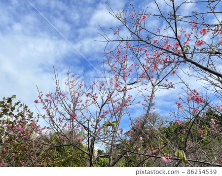 沖繩那霸寒川綠地公園盛開的猩紅色櫻花 沖繩那霸寒川綠地公園盛開的猩紅色櫻花 86254539