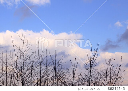 樹木和天空 樹木和天空 86254543