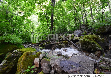 Early morning Ichinosawa mountain trail: A stream that flows along the mountain trail leading to Mt. Jonen 86254598