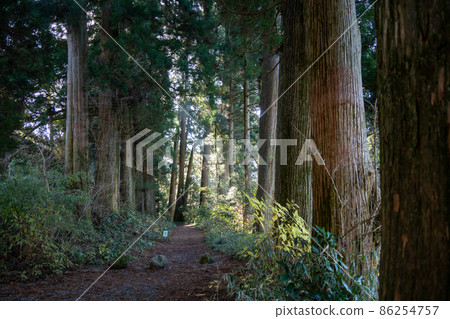 [Kanagawa] A row of cedar trees in the old Tokaido Hakone inn 86254757
