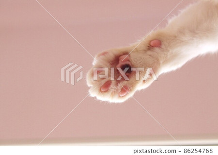 Cat paws 86254768